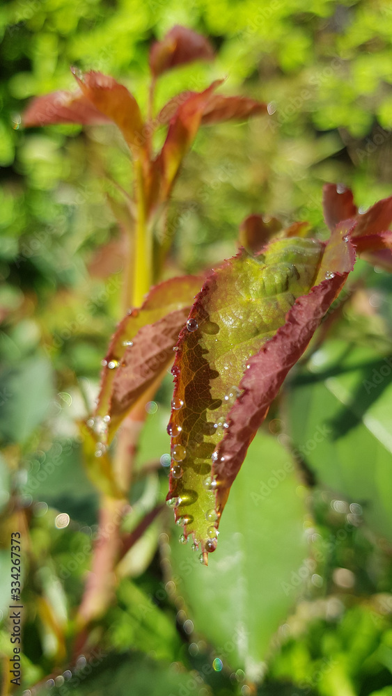 Fototapeta premium Fresh red young branches and wet leaves of fresh green rose bushes in bright sunlight. Closeup of rose leaf surface and shiny dew drops look like sparkling pearls.