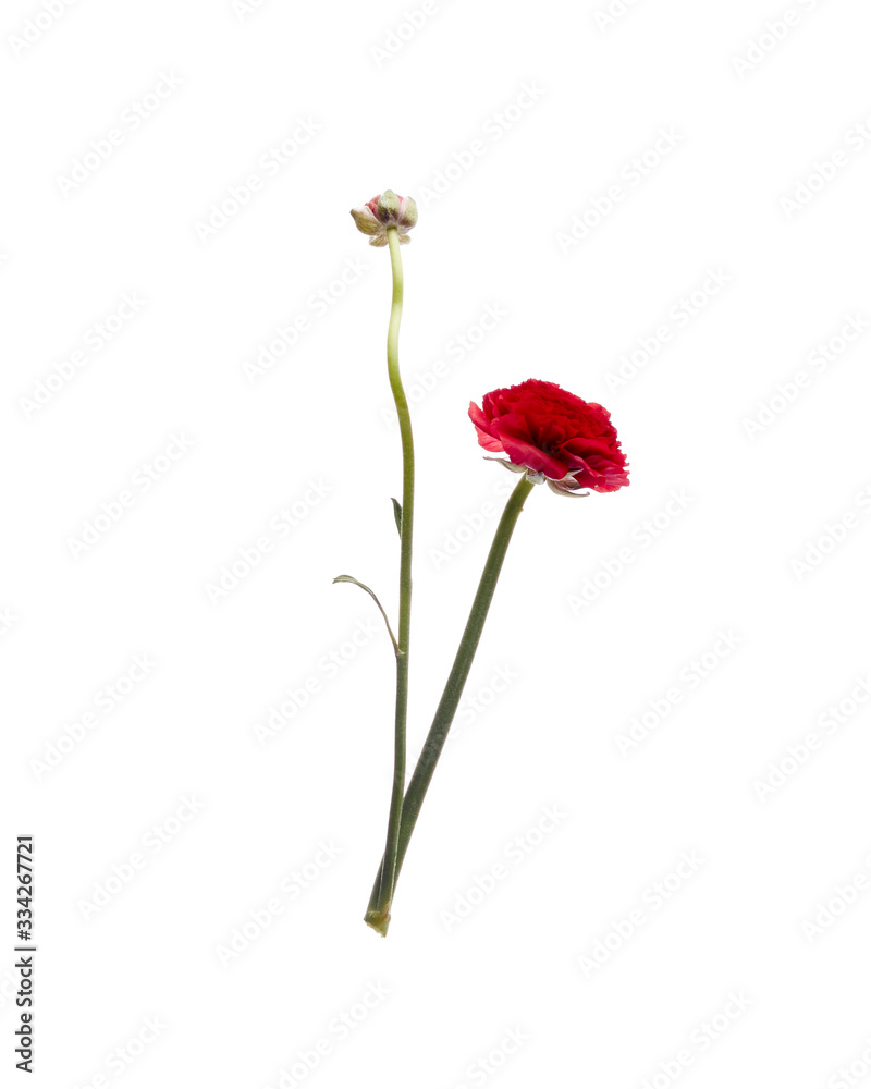 Red Ranunculus isolated on white background Red Ranunculus isolated on white background