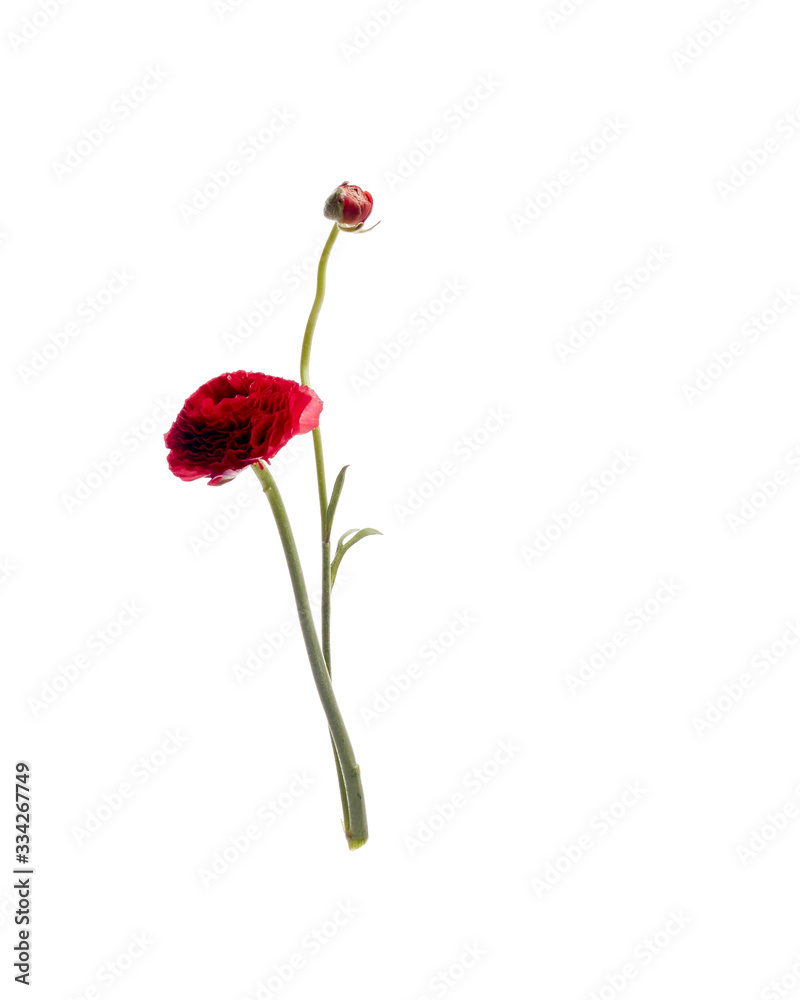 Red Ranunculus isolated on white background Red Ranunculus isolated on white background