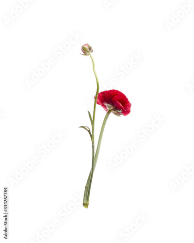 Red Ranunculus isolated on white background