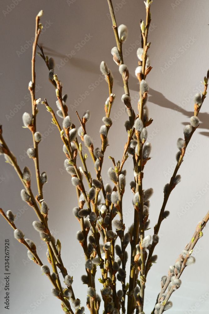 Naklejka premium willow branches blossomed on a pink background