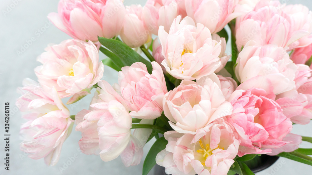 Beautiful elegant bouquet of marshmallow pink and white terry tulips. Airy bouquet of spring pink tulips for greeting card and celebration of Valentine's Day, International Women's Day or Easter.