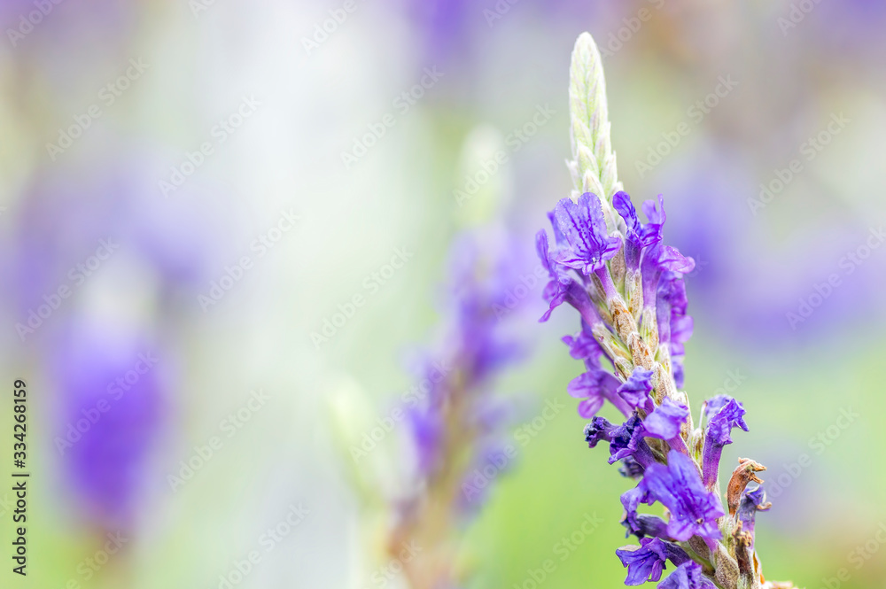 Obraz premium Lavender flower macro with bokeh background