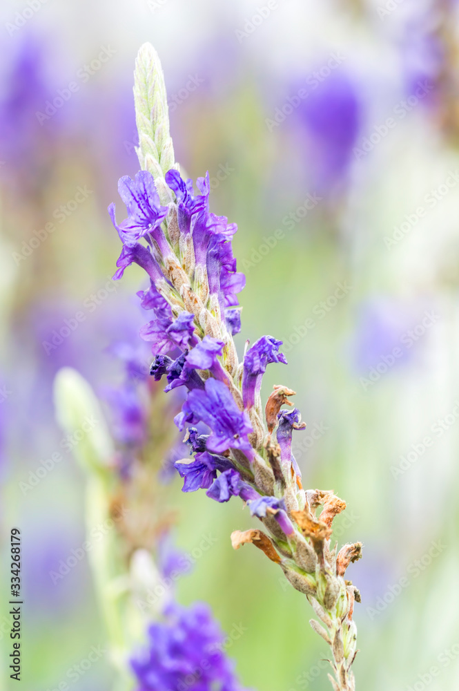 Obraz premium Lavender flower macro with bokeh background