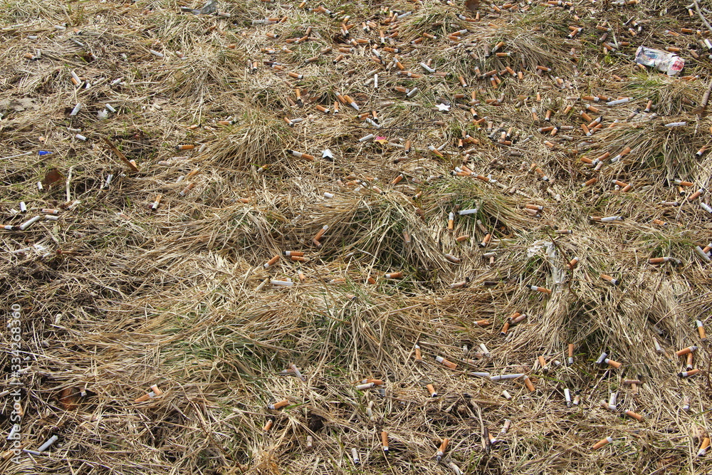 Cigarette butts lie on the dry grass. Environmental pollution and fire hazard concept. Cigarette butts lie on the dry grass. Environmental pollution and fire hazard concept.