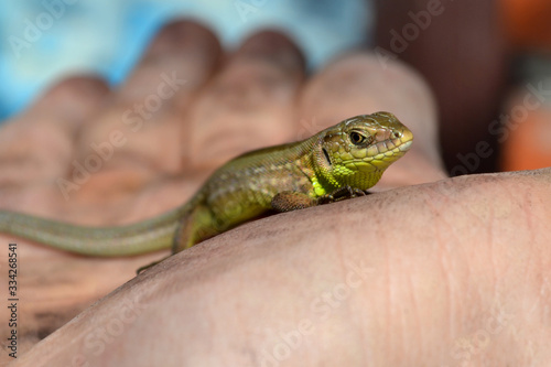 green lizard on a blurred hand
