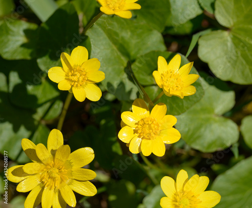 Many yellow flowers of fig buttercup are among  green leaves.