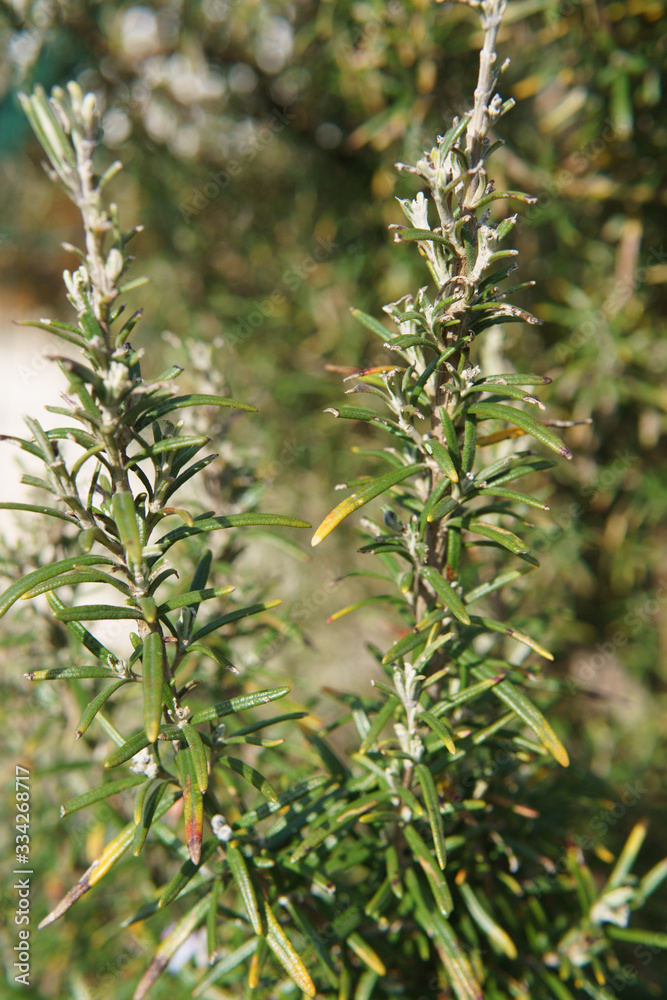Rosemary Sprig Flowers - Blossoming rosemary plants in the herb garden Rosemary Sprig Flowers - Blossoming rosemary plants in the herb garden