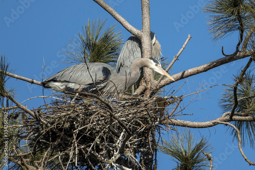 Herons in a nest on a clear day.
