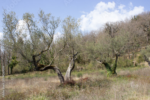 The wonderful Umbrian olive trees  Italy 