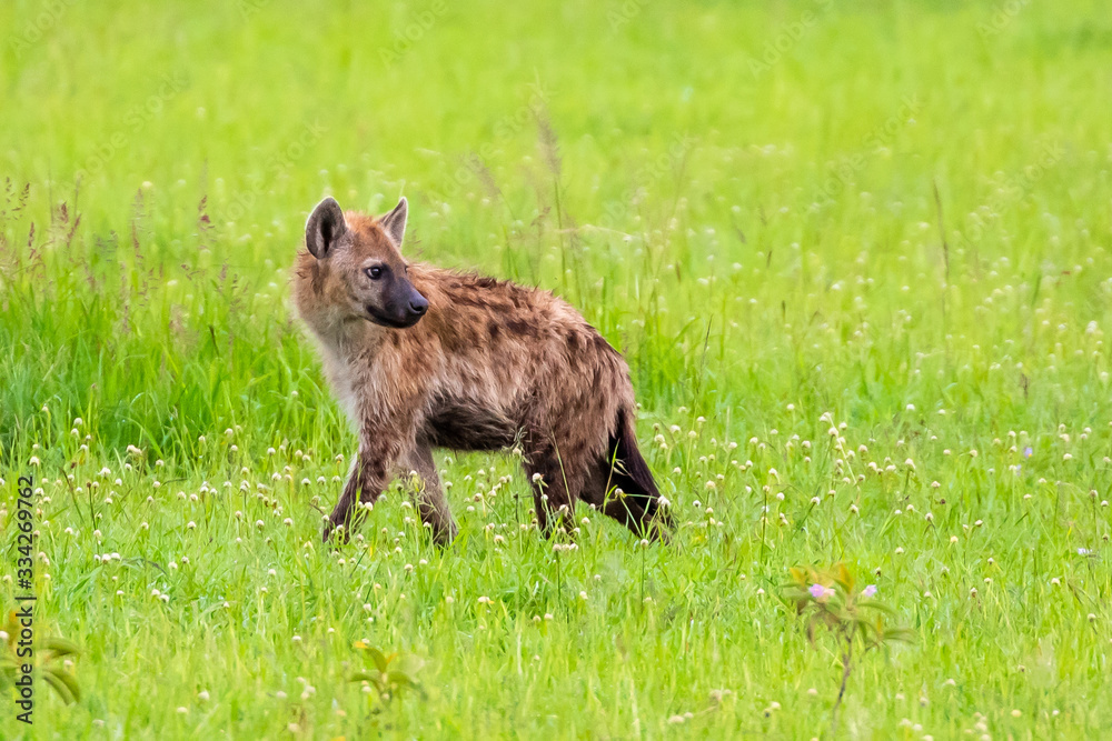 Spotted hyena (Crocuta crocuta) is the largest hyena species found in