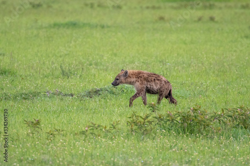 Spotted hyena (Crocuta crocuta) is the largest hyena species found in Africa, south of the Sahara