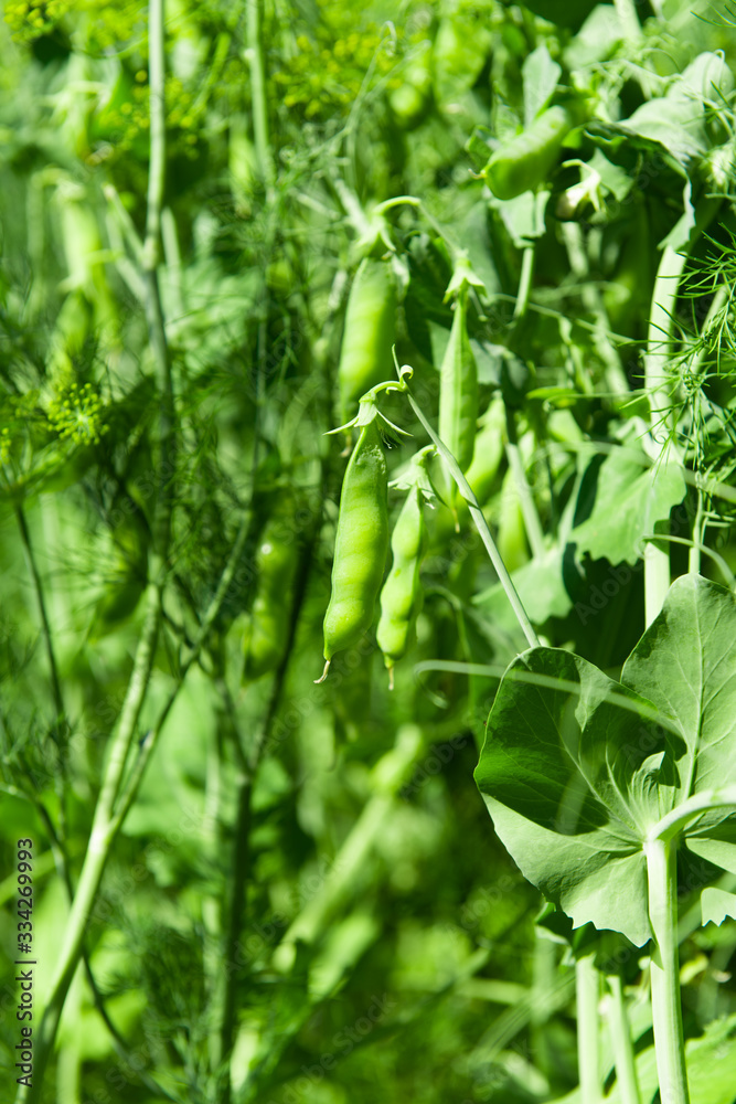 Obraz premium green peas growing