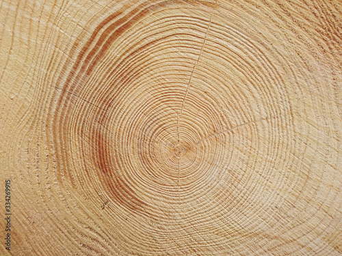 light wood rings, felled wood as background