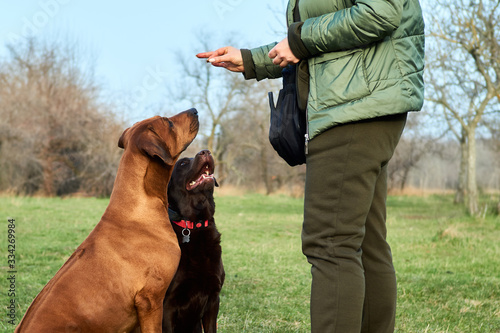 Canvas Print Two dogs Labrador and Ridgeback waiting for treats sitting by owner outside in t