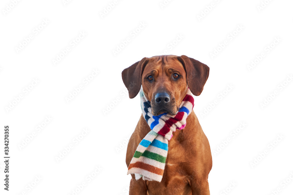 Cute rhodesian ridgeback dog wearing colorful striped scarf isolated on white background