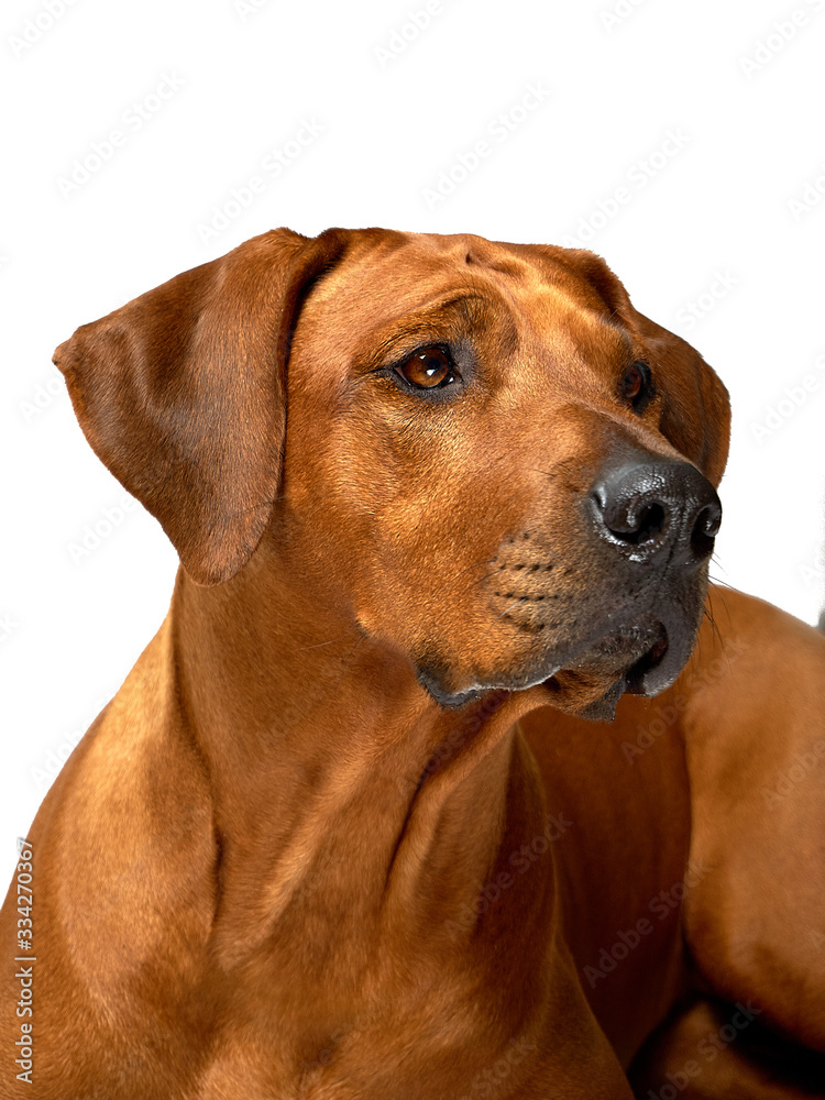 Rhodesian ridgeback dog portrait isolated on white background 