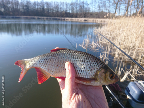 a fish caught in a lake by an angler