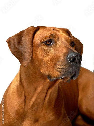 Rhodesian ridgeback dog portrait isolated on white background 