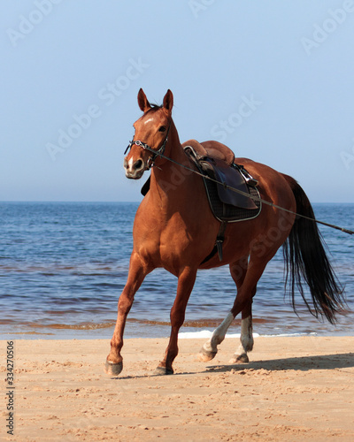 Chestnut horse with brown leather saddle and cavesson trotting on the lunge.