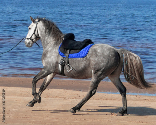 Dappled grey andalusian horse galloping with the saddle on the beash in summer day. 