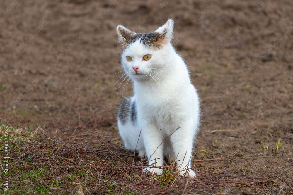 A white striped cat sits on the ground A white striped cat sits on the ground