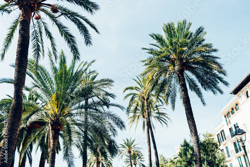 Palm trees against blue sky. Summer holidays concept  Palma de Mallorka