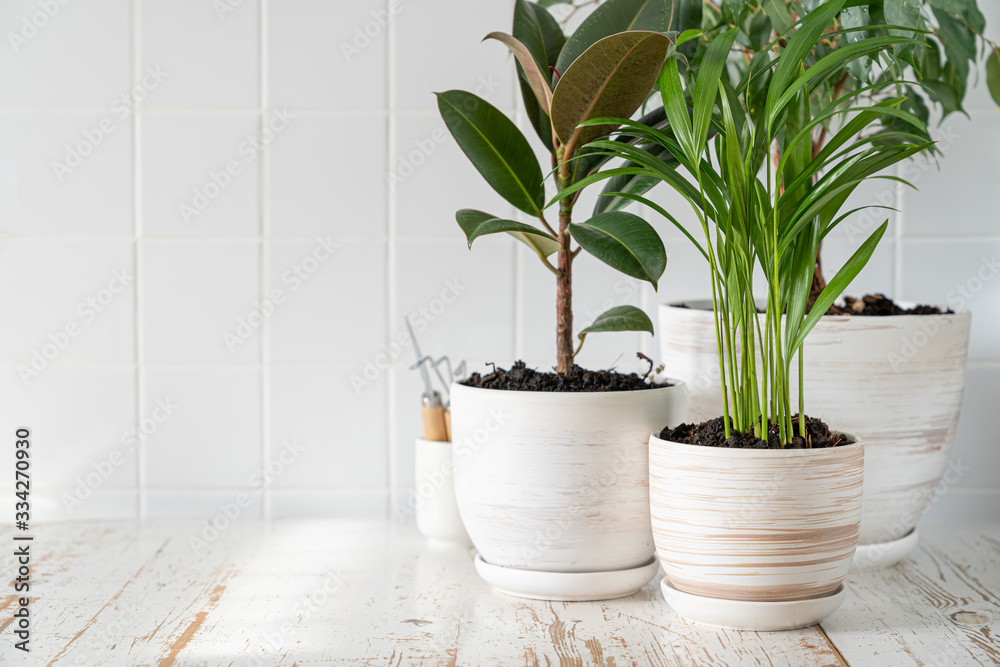 Appartment gardening - houseplants in white pots on white background Appartment gardening - houseplants in white pots on white background