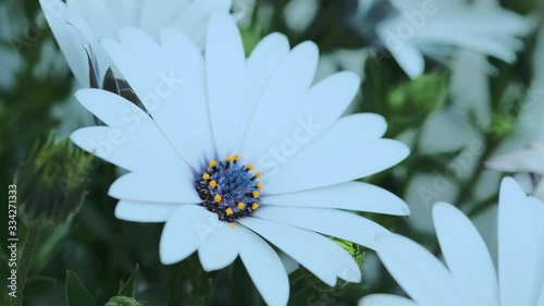 Close-up view of a beautiful chamomile with white petals and blue and yellow tubular flowers, growing in a meadow, b-roll 4K