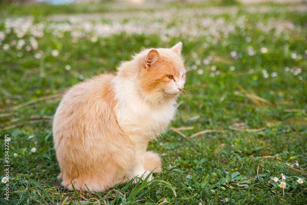 Cream and white long haired cat sitting in the lawn at the end of the day