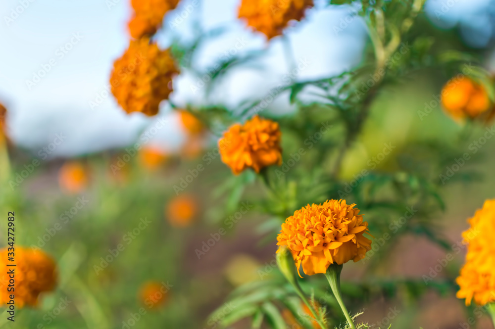 Marigold flower with soft sun light Marigold flower with soft sun light