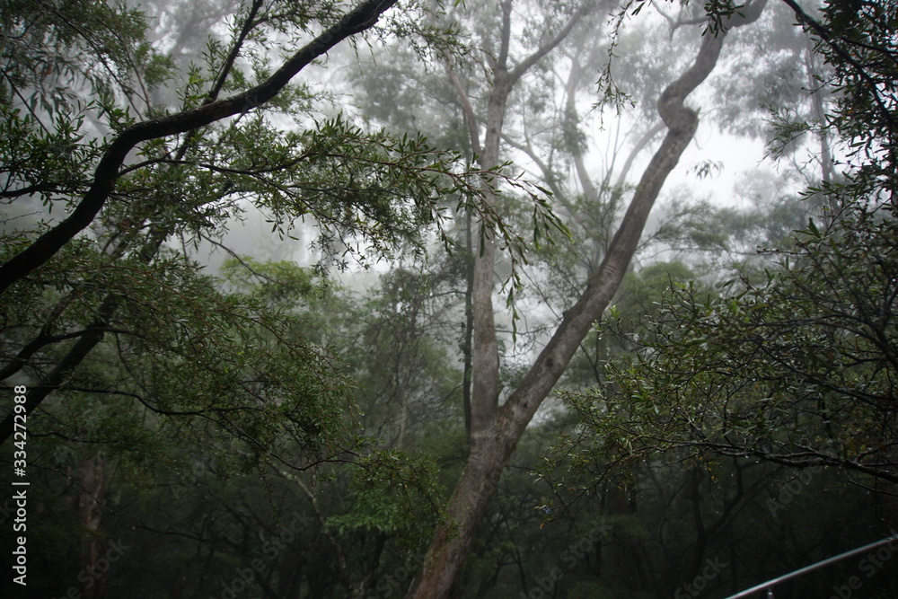 Eucalyptus in a fog, Blue Mountains, March 2019
Eucalyptus in a fog, Blue Mountains, March 2019