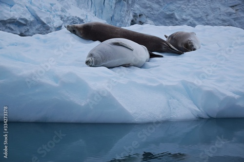 Crabeater ( Krill-eater ) Seal , Antarctica 