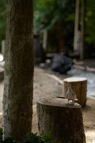 Wallpaper Mural Pigeon on a stump Torontodigital.ca