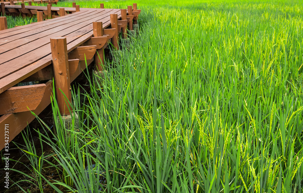 Fototapeta premium Paddy field