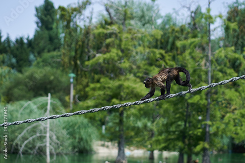 Photography Capuchin monkey walking on a rope