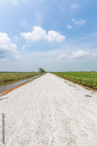 Countryside street through paddy field