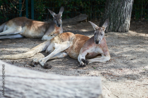Two kangaroos lying in nature reserve
