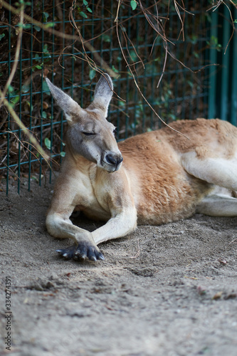 Kangaroo portrait lying