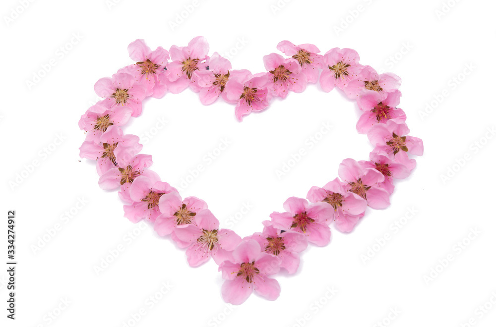 Obraz premium sakura flowers isolated