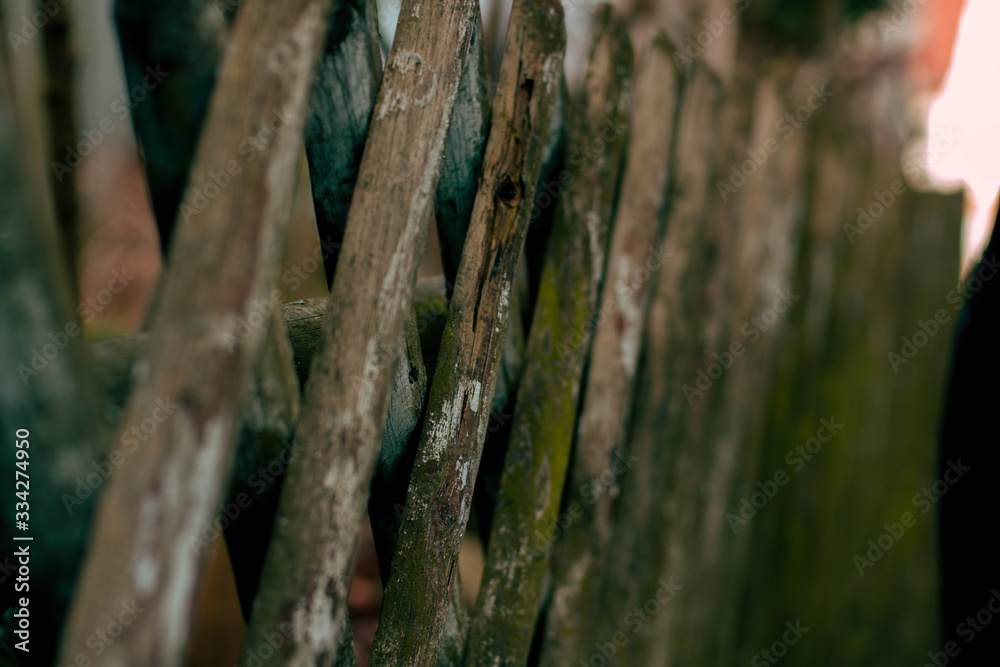 Obraz premium holz wald