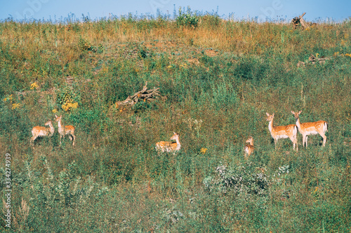 Fototapeta Naklejka Na Ścianę i Meble -  Dama Dama in the Slovakian Forests wildlife