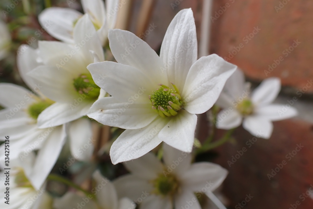 White flowers growing up wall White flowers growing up wall