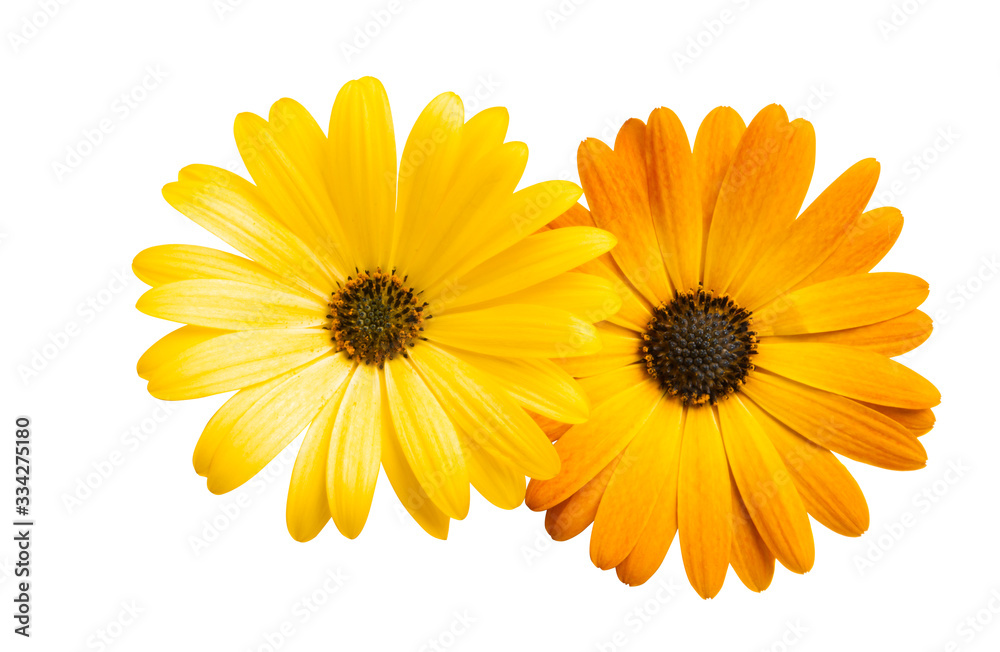 Osteosperumum Flower Daisy Isolated Osteosperumum Flower Daisy Isolated