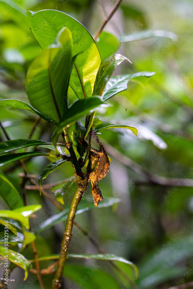 Obraz premium Lemur high in the rainforest canopy at Ranomafana, Madagascar