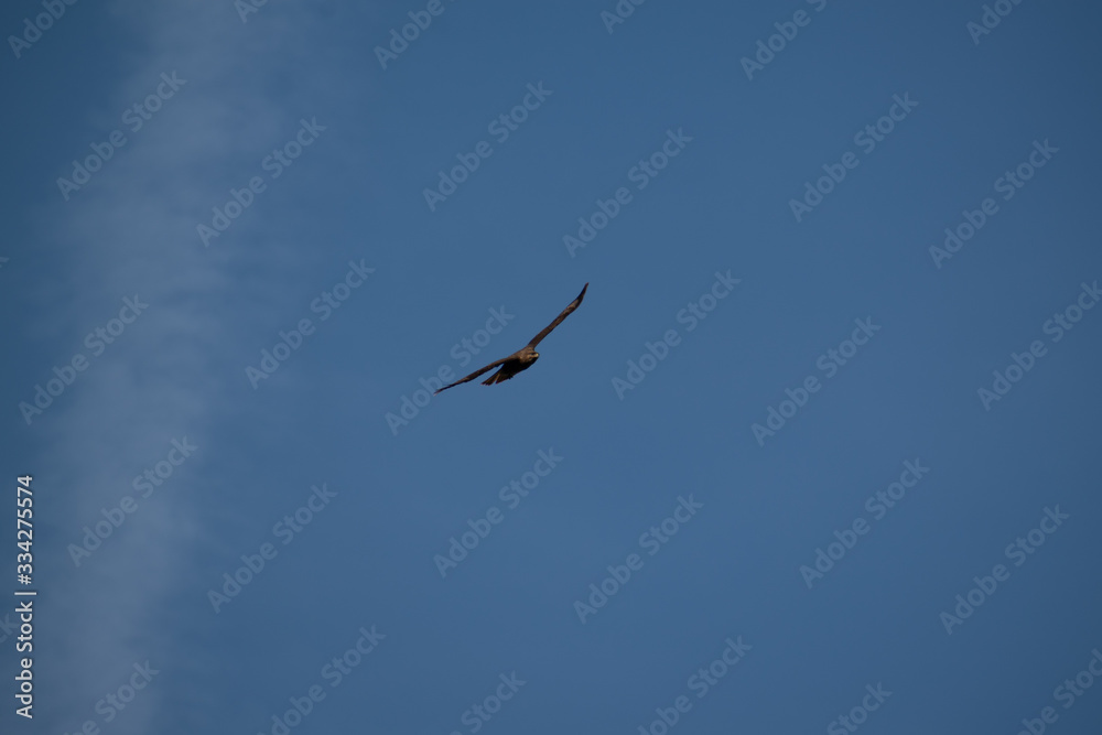 Common buzzard cirlcing above Oviedo, Spain 