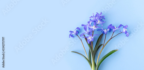 Scilla luciliae on a blue background close up. Bulbous flowering plants. Flat lay. Copy space.