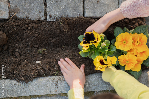 Fototapeta Naklejka Na Ścianę i Meble -  Top view of mother and child planting flowers