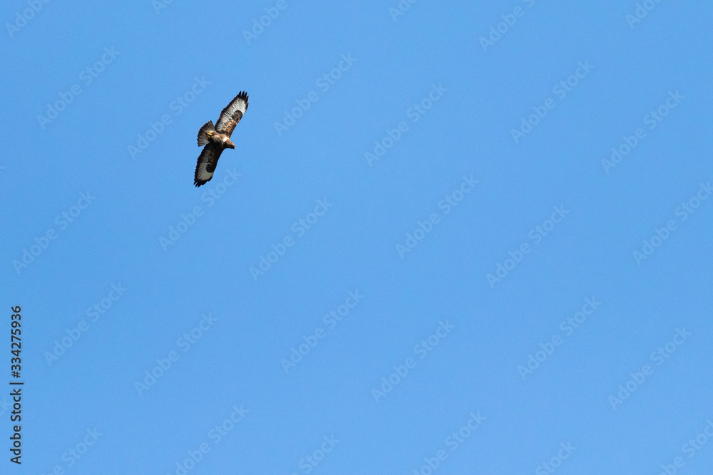 The buzzard which flies in the blue sky. The buzzard which flies in the blue sky.