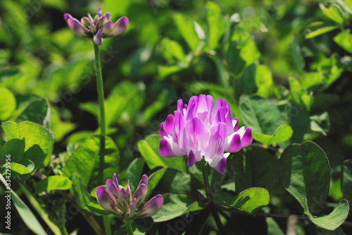 Closeup Chinese milk vetch flower